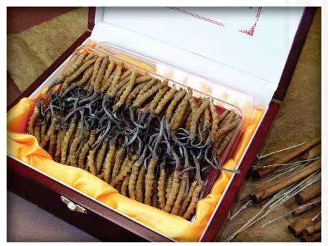 阿城冬虫夏草回收